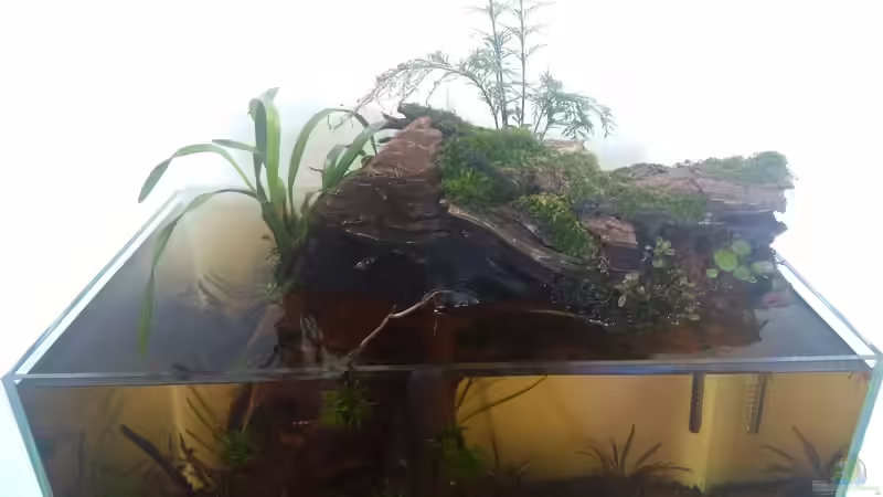 Pflanzen im Aquarium kleines Schwarzwasser von CzudemP (7)