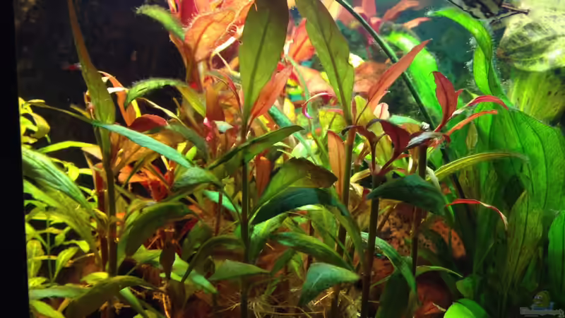 Pflanzen im Aquarium Kleines Stück Südamerika von Enzio (10)