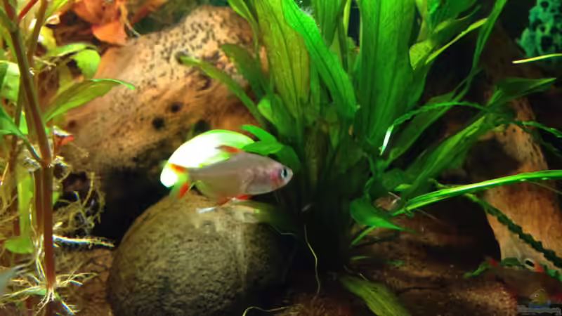 Pflanzen im Aquarium Kleines Stück Südamerika von Enzio (11)