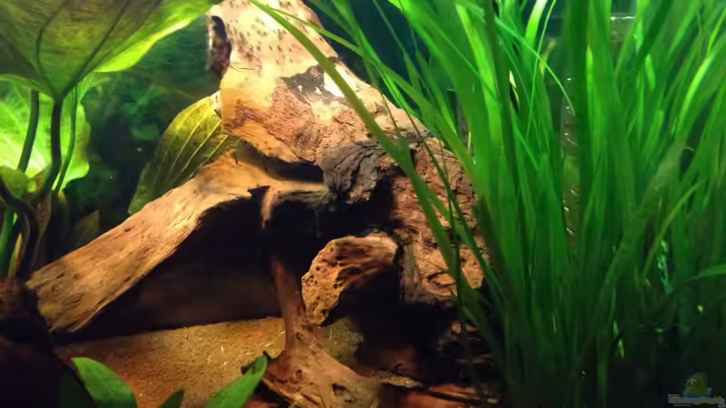 Pflanzen im Aquarium Kleines Stück Südamerika von Enzio (12)