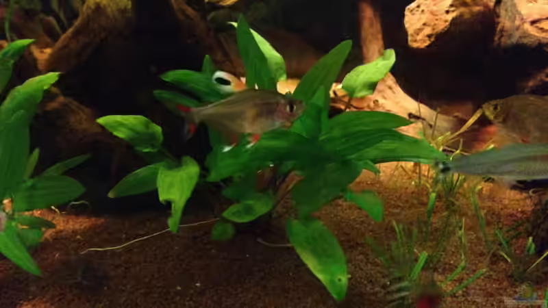 Pflanzen im Aquarium Kleines Stück Südamerika von Enzio (13)