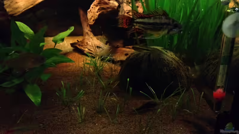 Pflanzen im Aquarium Kleines Stück Südamerika von Enzio (15)