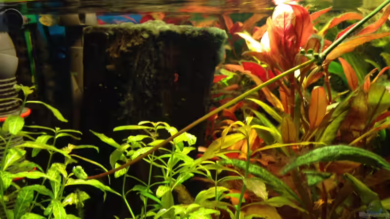 Pflanzen im Aquarium Kleines Stück Südamerika von Enzio (17)