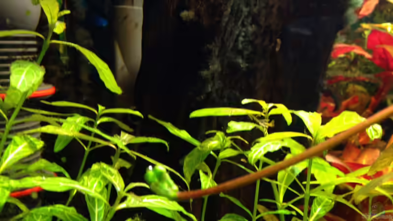 Pflanzen im Aquarium Kleines Stück Südamerika von Enzio (19)