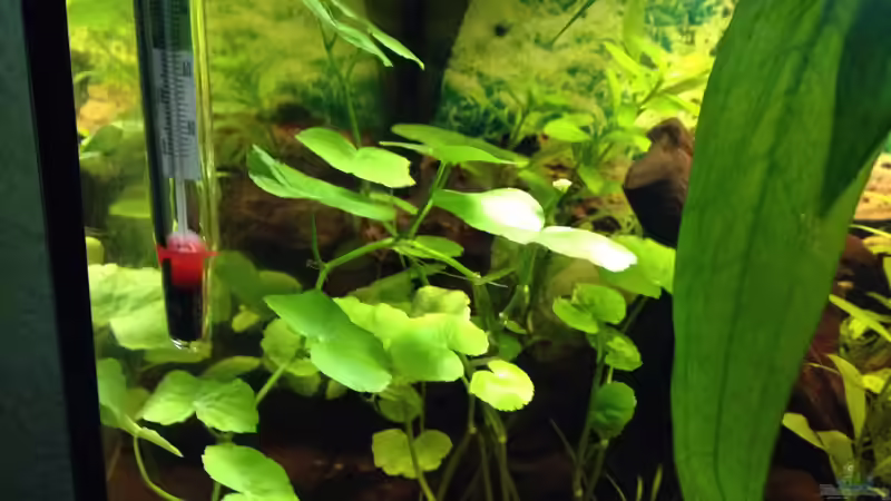 Pflanzen im Aquarium Kleines Stück Südamerika von Enzio (6)
