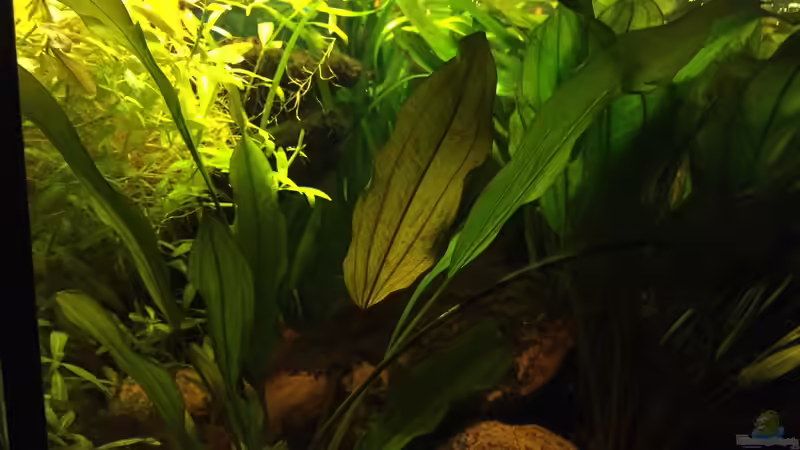 Pflanzen im Aquarium Kleines Stück Südamerika von Enzio (6)