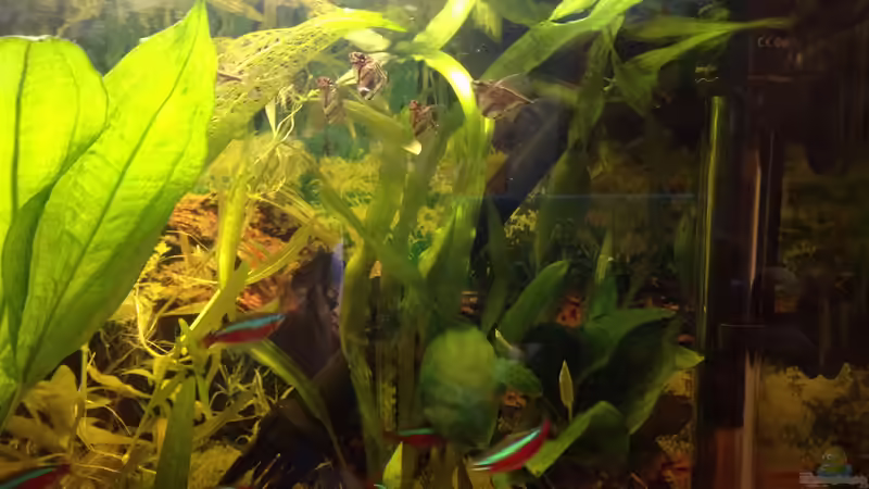 Pflanzen im Aquarium Kleines Stück Südamerika von Enzio (7)