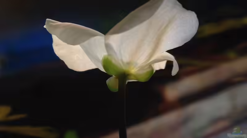 Pflanzen im Aquarium Kleines Stück Südamerika von Enzio (7)