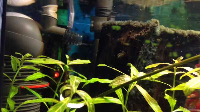 Pflanzen im Aquarium Kleines Stück Südamerika von Enzio (8)