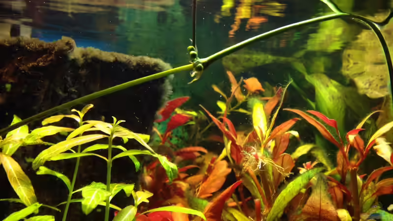 Pflanzen im Aquarium Kleines Stück Südamerika von Enzio (9)