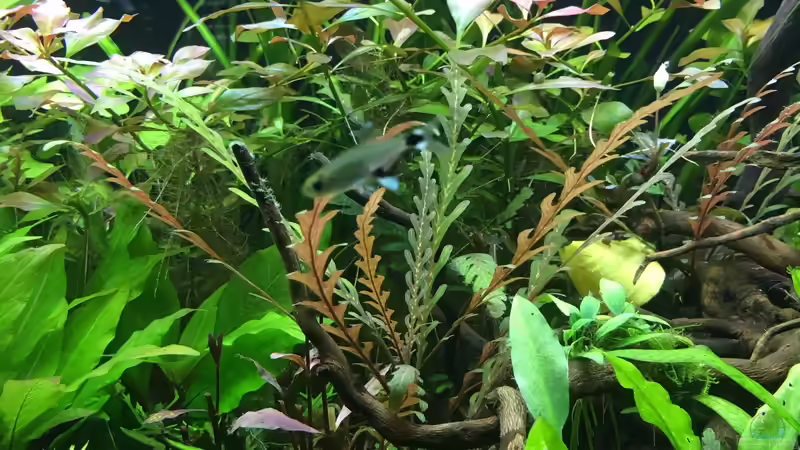 Pflanzen im Aquarium kleines Südamerika von Jule (10)