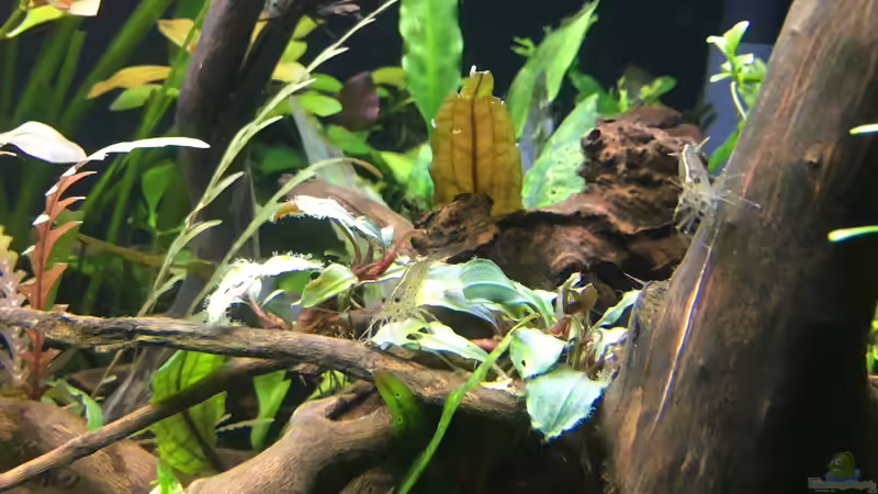 Pflanzen im Aquarium kleines Südamerika von Jule (11)
