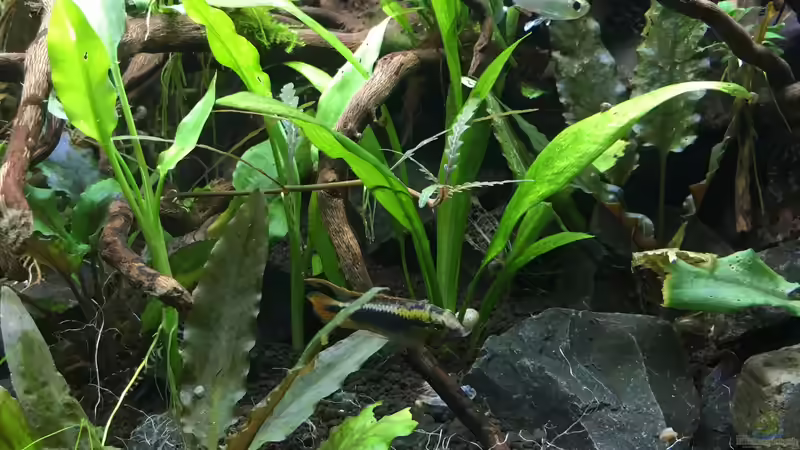 Pflanzen im Aquarium kleines Südamerika von Jule (12)