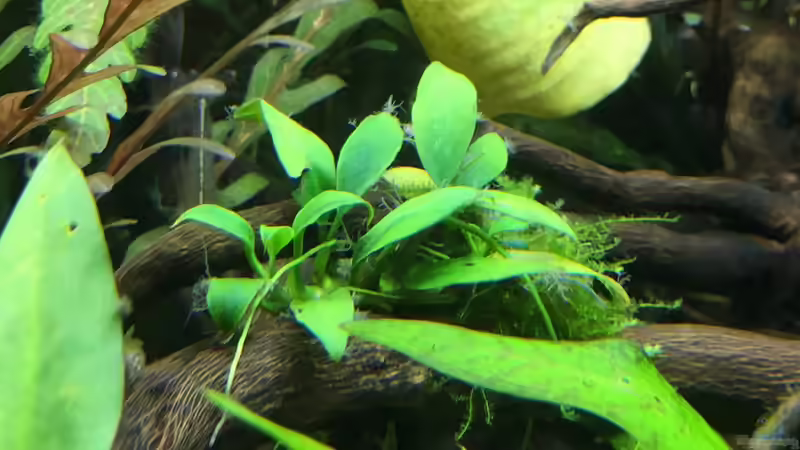 Pflanzen im Aquarium kleines Südamerika von Jule (13)