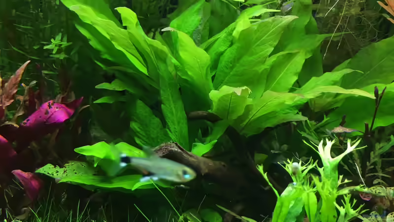 Pflanzen im Aquarium kleines Südamerika von Jule (14)
