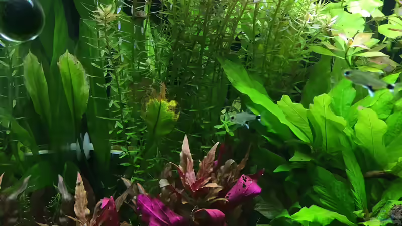 Pflanzen im Aquarium kleines Südamerika von Jule (7)