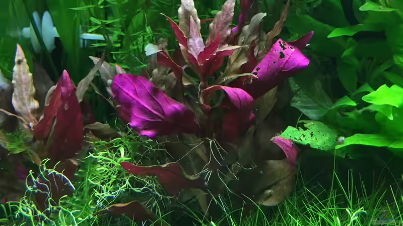 Pflanzen im Aquarium kleines Südamerika von Jule (8)