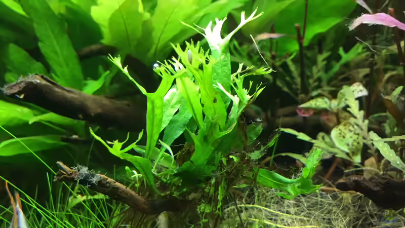 Pflanzen im Aquarium kleines Südamerika von Jule (9)