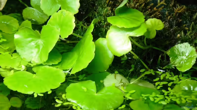Pflanzen im Aquarium kleines Weißes von A. G. (12)