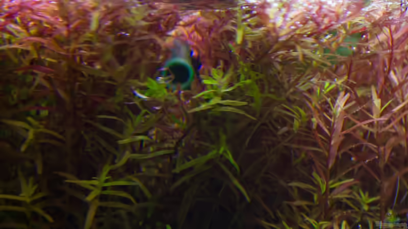 Pflanzen im Aquarium Kölle Zoo von GoreSlayer (10)