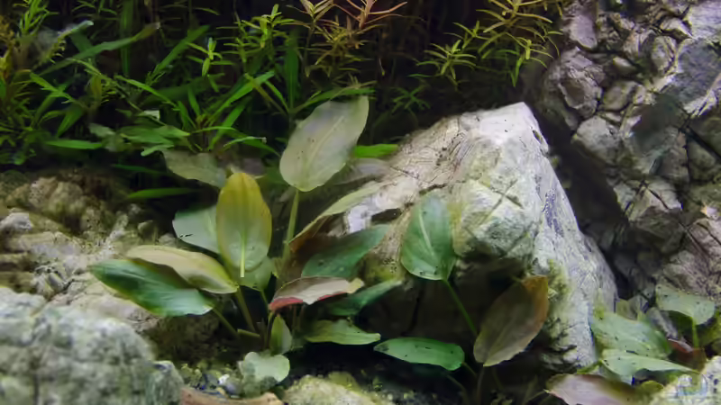 Pflanzen im Aquarium Kölle Zoo von GoreSlayer (11)