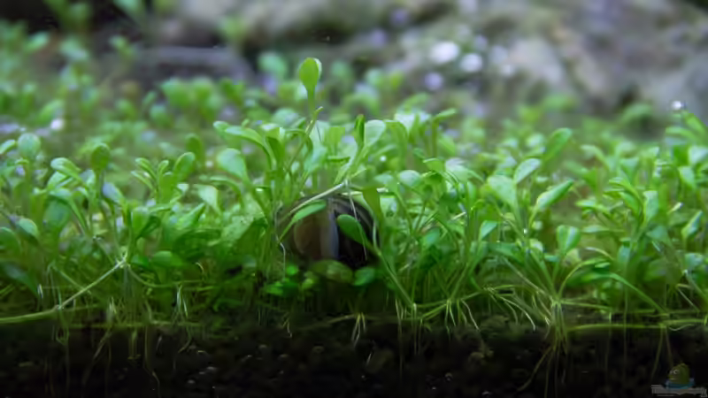 Pflanzen im Aquarium Kölle Zoo von GoreSlayer (12)