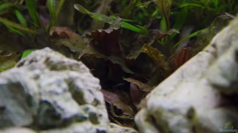 Pflanzen im Aquarium Kölle Zoo von Koelle-Zoo (14)