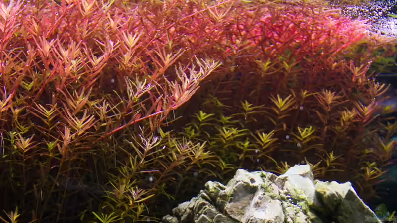 Pflanzen im Aquarium Kölle Zoo von Koelle-Zoo (7)