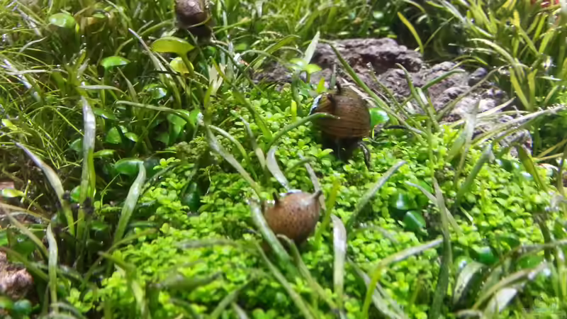 Pflanzen im Aquarium Kölle Zoo von Koelle-Zoo (7)