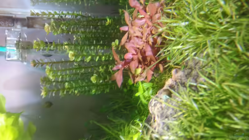 Pflanzen im Aquarium Kölle Zoo von Koelle-Zoo (8)