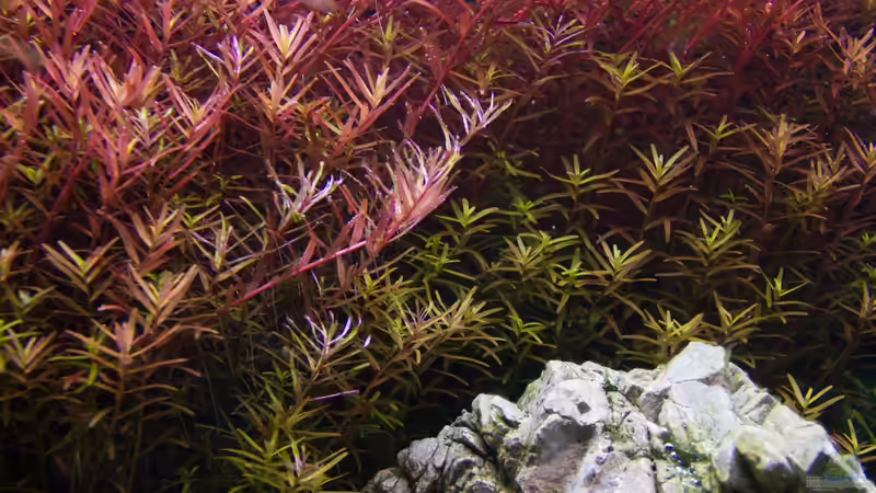 Pflanzen im Aquarium Kölle Zoo von Koelle-Zoo (9)