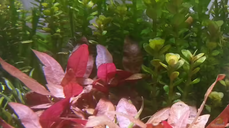 Pflanzen im Aquarium Kölle Zoo von Trimmy (5)