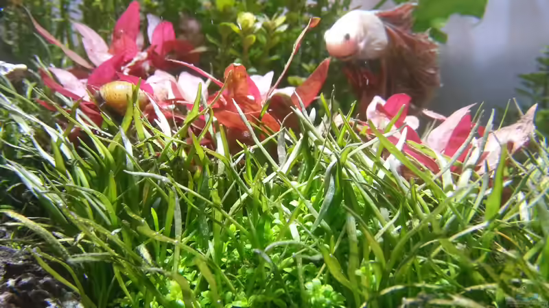 Pflanzen im Aquarium Kölle Zoo von Trimmy (6)