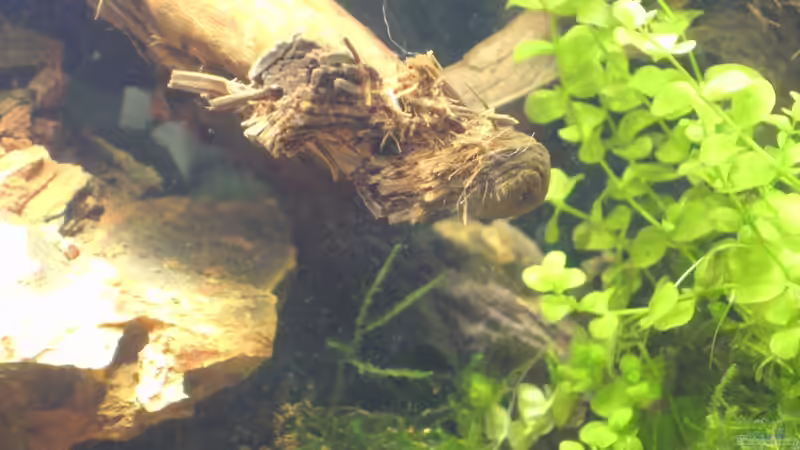 Pflanzen im Aquarium Krebs-Honeymoon Villa  ( Bora-Bora ) von Sailfish (3)