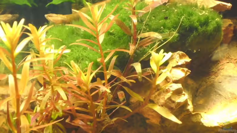 Pflanzen im Aquarium Krebs-Honeymoon Villa  ( Bora-Bora ) von Sailfish (5)