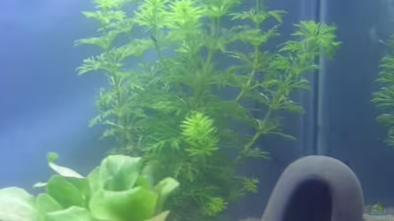 Pflanzen im Aquarium Krebsbecken von TheLegacy94 (4)