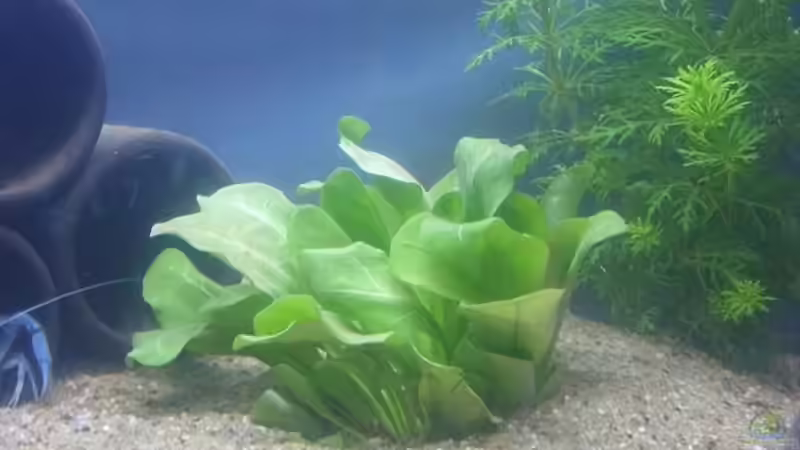 Pflanzen im Aquarium Krebsbecken von TheLegacy94 (5)