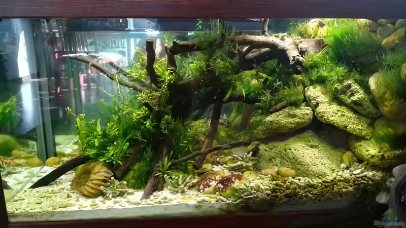 Pflanzen im Aquarium Kugelfisch-Oase von Bermuda 3eck (21)