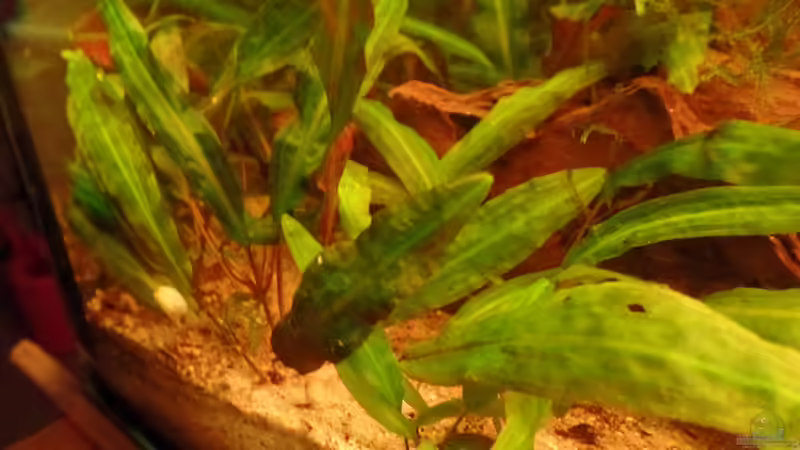 Pflanzen im Aquarium Kunterbunt von raubsau (32)