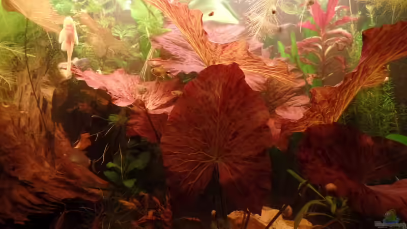 Pflanzen im Aquarium Kunterbunt von raubsau (33)