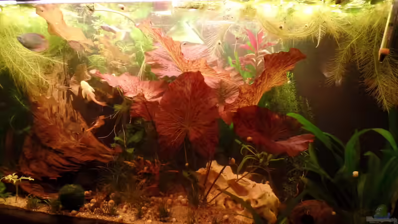 Pflanzen im Aquarium Kunterbunt von raubsau (34)