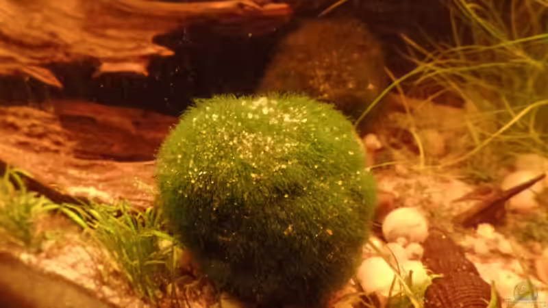 Pflanzen im Aquarium Kunterbunt von raubsau (35)