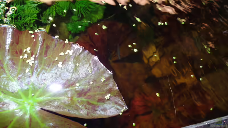 Pflanzen im Aquarium Kunterbunt von raubsau (37)
