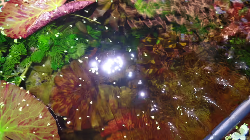 Pflanzen im Aquarium Kunterbunt von raubsau (38)