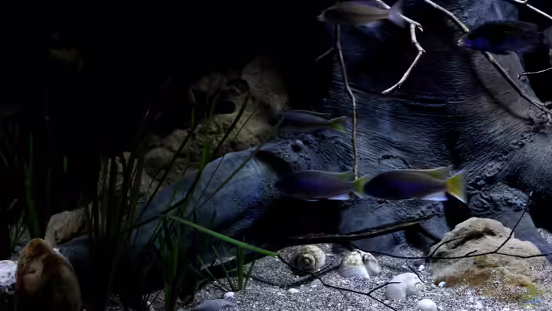 Pflanzen im Aquarium Lake Malawi 3.0 - Sandzone von Florian Bandhauer (30)