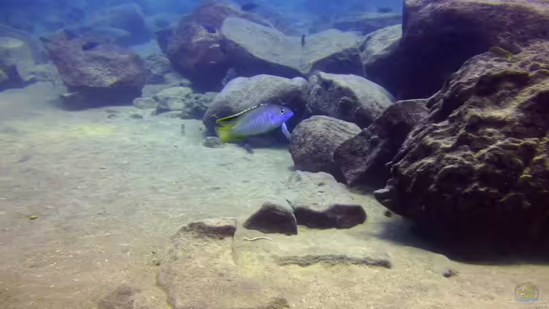 Pflanzen im Aquarium Lake Malawi Cichlids von Florian Bandhauer (10)