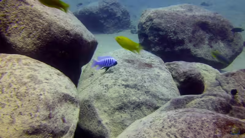 Pflanzen im Aquarium Lake Malawi Cichlids von Florian Bandhauer (12)