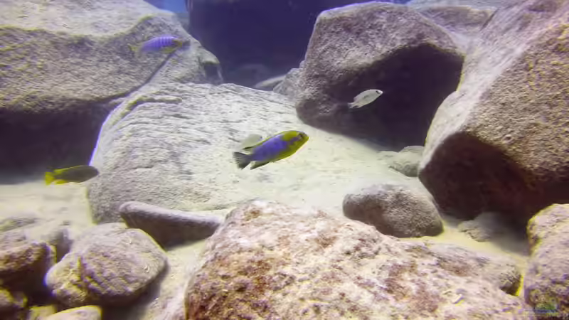 Pflanzen im Aquarium Lake Malawi Cichlids von Florian Bandhauer (13)