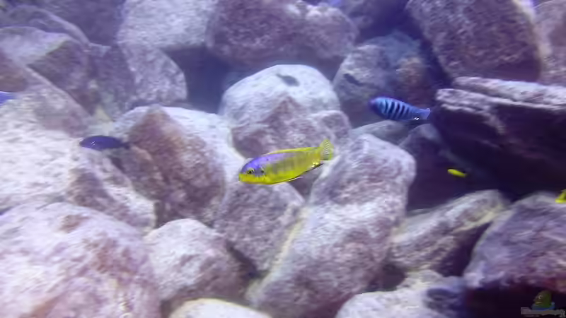 Pflanzen im Aquarium Lake Malawi Cichlids von Florian Bandhauer (14)