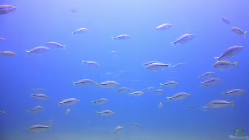 Pflanzen im Aquarium Lake Malawi Cichlids von Florian Bandhauer (15)